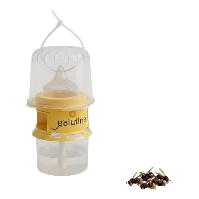 Detail of the trap's lower chamber with captured velutinas