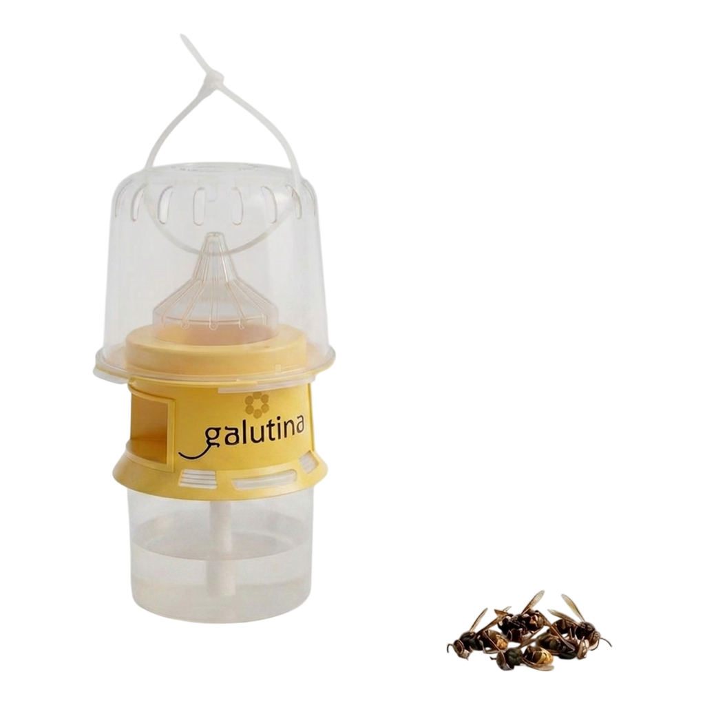 Detalle da cámara inferior da trampa con velutinas capturadas